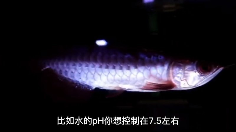養(yǎng)龍魚視頻大全視頻高清圖片