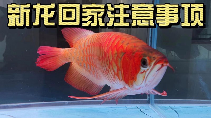 養(yǎng)龍魚視頻大全視頻高清圖片