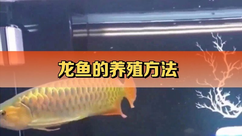 養(yǎng)龍魚視頻大全視頻高清圖片