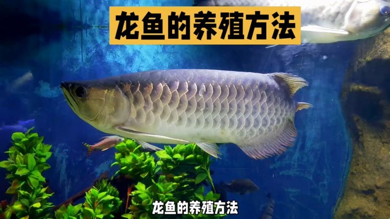 養(yǎng)龍魚視頻大全視頻高清圖片