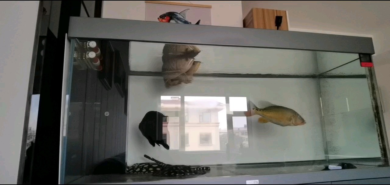 公魚真主動啊