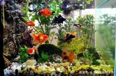 熱帶魚魚缸布置（熱帶魚缸布置）