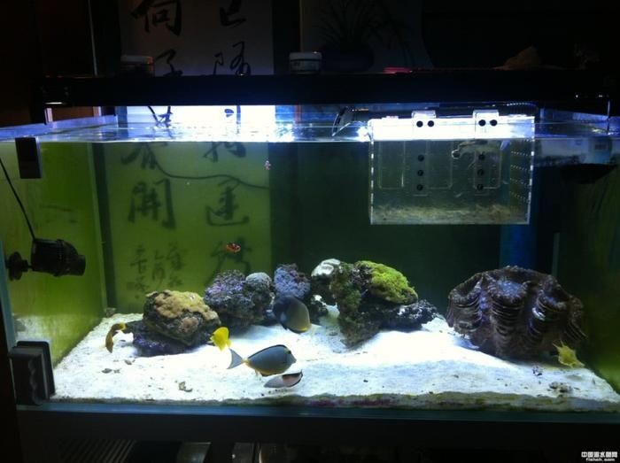 熱帶魚魚缸布置（熱帶魚缸布置）