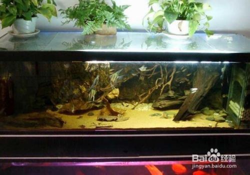 魚缸消毒的科學原理是什么魚缸消毒殺菌的基本原理：如何正確使用魚缸消毒劑