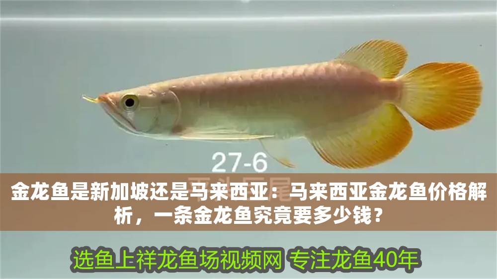 金龍魚是新加坡還是馬來西亞：馬來西亞金龍魚價格解析，一條金龍魚究竟要多少錢？