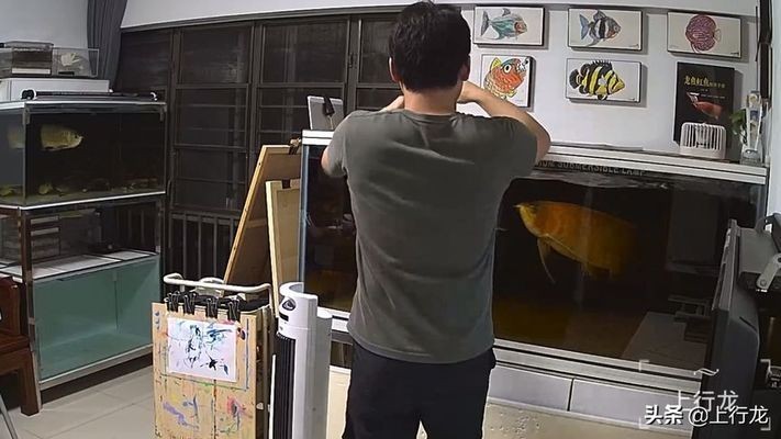 魚缸蓋怎么打開:魚缸蓋子的正確打開方式 魚缸百科 第1張 魚缸蓋怎么打開:魚缸蓋子的正確打開方式 魚缸蓋怎么打開:魚缸蓋子的正確打開方式 魚缸百科 第1張