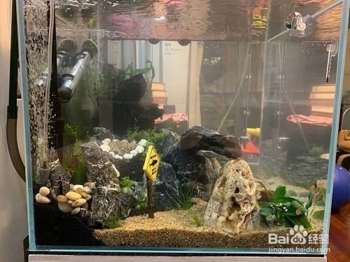 魚缸蓋怎么打開:魚缸蓋子的正確打開方式 魚缸百科 第5張 魚缸蓋怎么打開:魚缸蓋子的正確打開方式 魚缸蓋怎么打開:魚缸蓋子的正確打開方式 魚缸百科 第5張