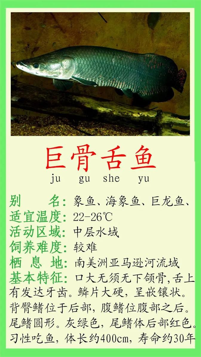 恐龍魚品種圖片大全
