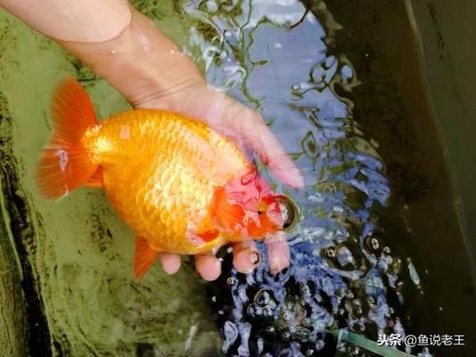 呼和浩特市賽罕區鑫北國之春花卉中心（呼和浩特北國之春花卉市場開門營業了嗎?）