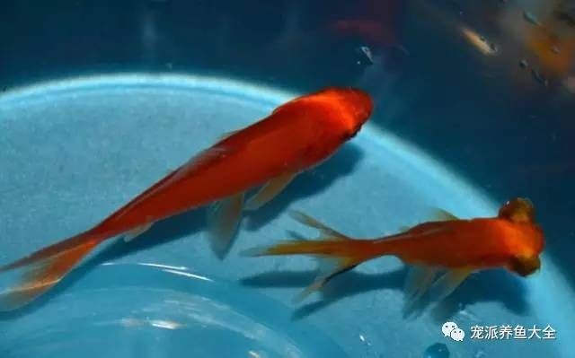 魟魚缸內(nèi)環(huán)境布置：在魚缸底砂,在魚缸照明強度標準,在魚缸水質(zhì)管理技巧