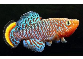 魟魚缸內(nèi)環(huán)境布置：在魚缸底砂,在魚缸照明強度標準,在魚缸水質(zhì)管理技巧