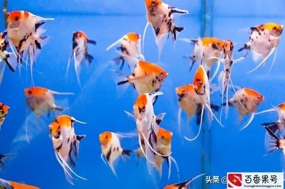 魚缸水白霧狀怎么辦（如何解決魚缸水白霧狀的問題）