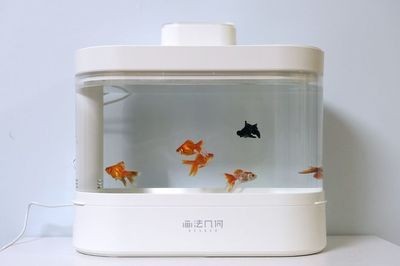 小魚(yú)缸配置都有什么東西：如何選擇適合的小魚(yú)缸 小魚(yú)缸配置都有什么東西：如何選擇適合的小魚(yú)缸 魚(yú)缸百科 第1張