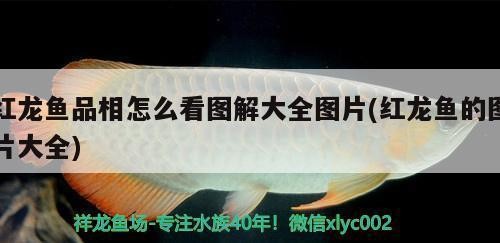 安順市西秀區合力城偉琪水族館（安順市西秀區合力城偉琪水族館電話） 安順市西秀區合力城偉琪水族館（安順市西秀區合力城偉琪水族館電話） 全國水族館企業名錄