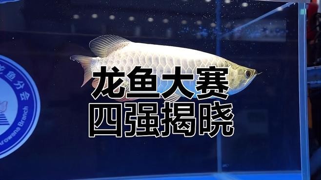 龍魚比賽視頻大全集 龍魚比賽視頻大全集 龍魚百科 第4張