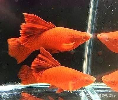 混養魚缸適宜的水溫范圍：混養魚缸中適宜的水溫范圍