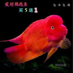 紅色的銀龍魚(yú)叫什么（我的銀龍魚(yú)的尾巴變成紅色是什么病）