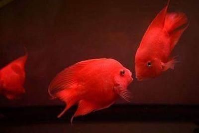 紅色的銀龍魚(yú)叫什么（我的銀龍魚(yú)的尾巴變成紅色是什么病）