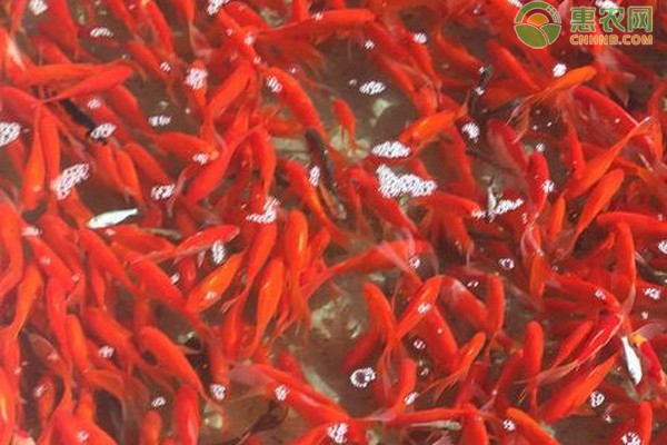 飼料 上海市浦東新區(qū)塘橋街道佰樂水族店(上海市浦東新區(qū)塘橋街道佰樂水族店電話) 全國水族館企業(yè)名錄 上海市浦東新區(qū)塘橋街道佰樂水族店(上海市浦東新區(qū)塘橋街道佰樂水族店電話) 上海市浦東新區(qū)塘橋街道佰樂水族店(上海市浦東新區(qū)塘橋街道佰樂水族店電話) 全國水族館企業(yè)名錄
