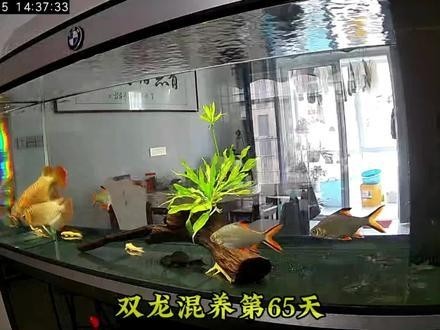 龍魚怎么叫的好聽 龍魚怎么叫的好聽 龍魚百科 第5張