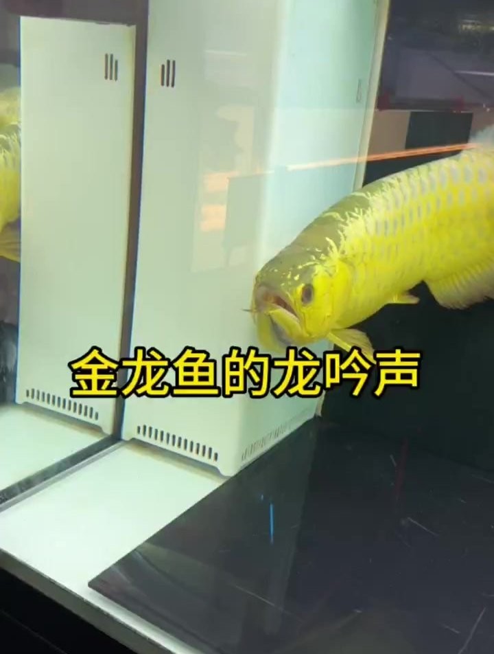 龍魚怎么叫的好聽 龍魚怎么叫的好聽 龍魚百科 第1張