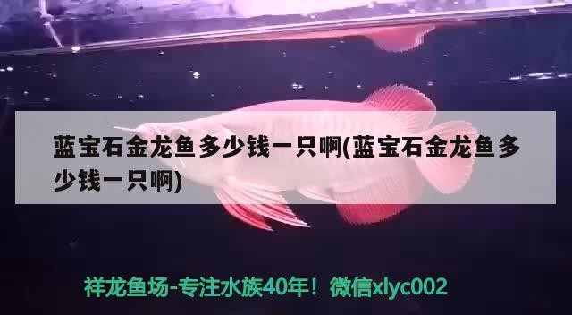 東河區水淼觀賞魚店（東河區水淼觀賞魚店地址）