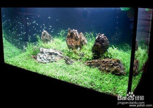 大魚缸清洗的全過程：大魚缸清洗全過程詳情