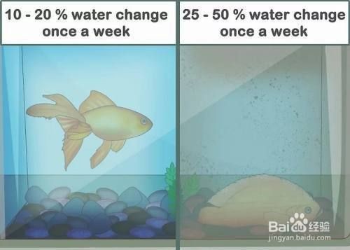 大魚缸清洗的全過程：大魚缸清洗全過程詳情