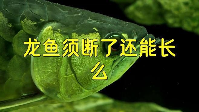 銀龍魚魚須斷了怎么辦