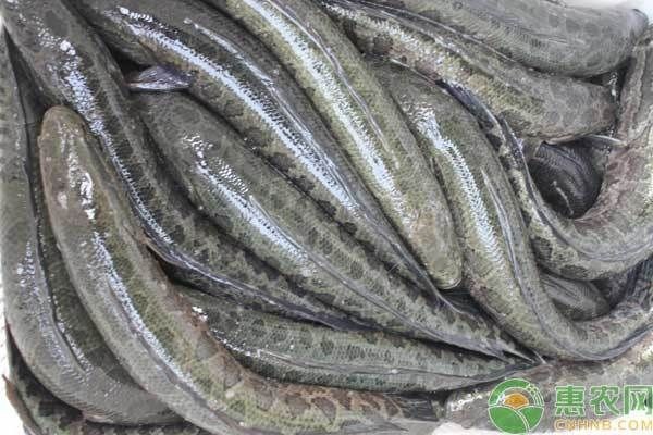 黑魚魚缸養(yǎng)殖，開食方法：池塘養(yǎng)殖黑魚魚缸養(yǎng)殖開食方法：黑魚魚缸養(yǎng)殖開食方法 黑魚魚缸養(yǎng)殖，開食方法：池塘養(yǎng)殖黑魚魚缸養(yǎng)殖開食方法：黑魚魚缸養(yǎng)殖開食方法 魚缸百科 第2張