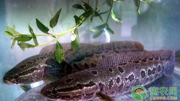 黑魚魚缸養(yǎng)殖,開食方法:池塘養(yǎng)殖黑魚魚缸養(yǎng)殖開食方法:黑魚魚缸養(yǎng)殖開食方法 魚缸百科 第1張 黑魚魚缸養(yǎng)殖,開食方法:池塘養(yǎng)殖黑魚魚缸養(yǎng)殖開食方法:黑魚魚缸養(yǎng)殖開食方法 黑魚魚缸養(yǎng)殖,開食方法:池塘養(yǎng)殖黑魚魚缸養(yǎng)殖開食方法:黑魚魚缸養(yǎng)殖開食方法 魚缸百科 第1張