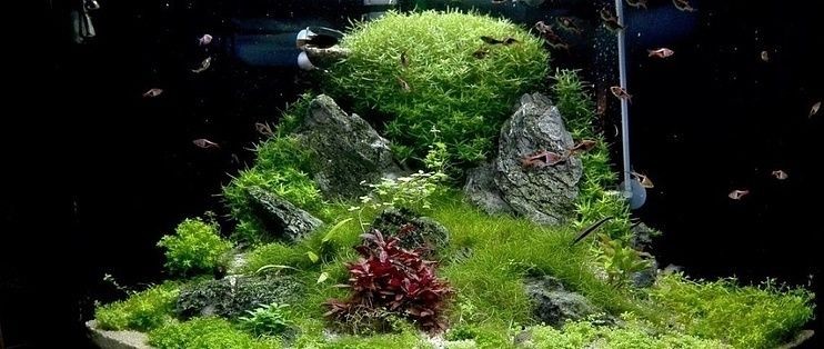 高端魚(yú)缸造景效果圖：荷蘭式魚(yú)缸造景案例高端魚(yú)缸燈光布置技巧和建議
