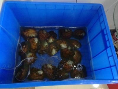 河蚌在魚缸中養(yǎng)河蚌需要考慮水質(zhì)、食物來源以及疾病預(yù)防：如何科學(xué)養(yǎng)殖河蚌
