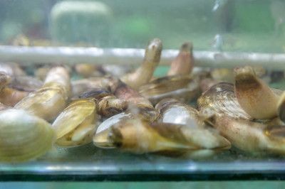 河蚌在魚缸中養(yǎng)河蚌需要考慮水質(zhì)、食物來源以及疾病預(yù)防：如何科學(xué)養(yǎng)殖河蚌