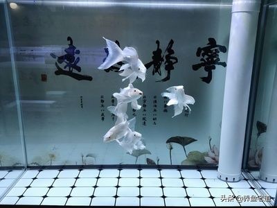 魚缸永遠不用換水,看看怎么回事（魚缸永遠不用換水,看看怎么回事,免換水）