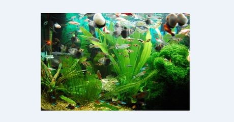 魚缸永遠不用換水,看看怎么回事（魚缸永遠不用換水,看看怎么回事,免換水）