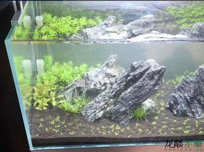 水草魚缸圖片欣賞