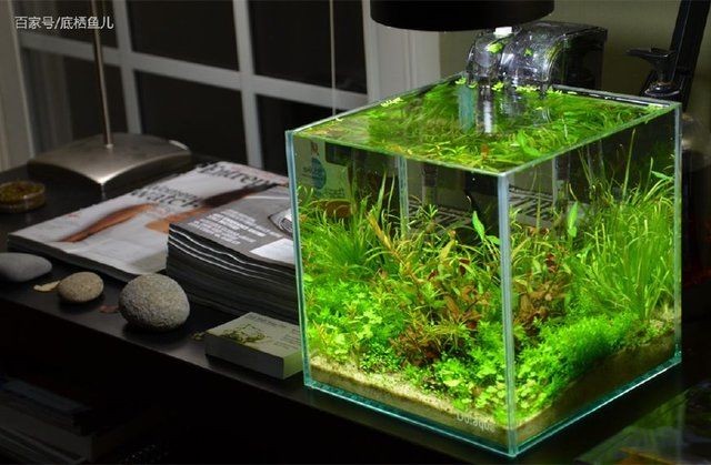 水草魚缸圖片欣賞