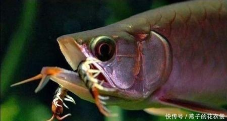龍魚(yú)喂蜈蚣的作用是什么，：龍魚(yú)喂蜈蚣有什么作用，龍魚(yú)喂蜈蚣有什么作用嗎，飼養(yǎng)者應(yīng)謹(jǐn)慎考慮