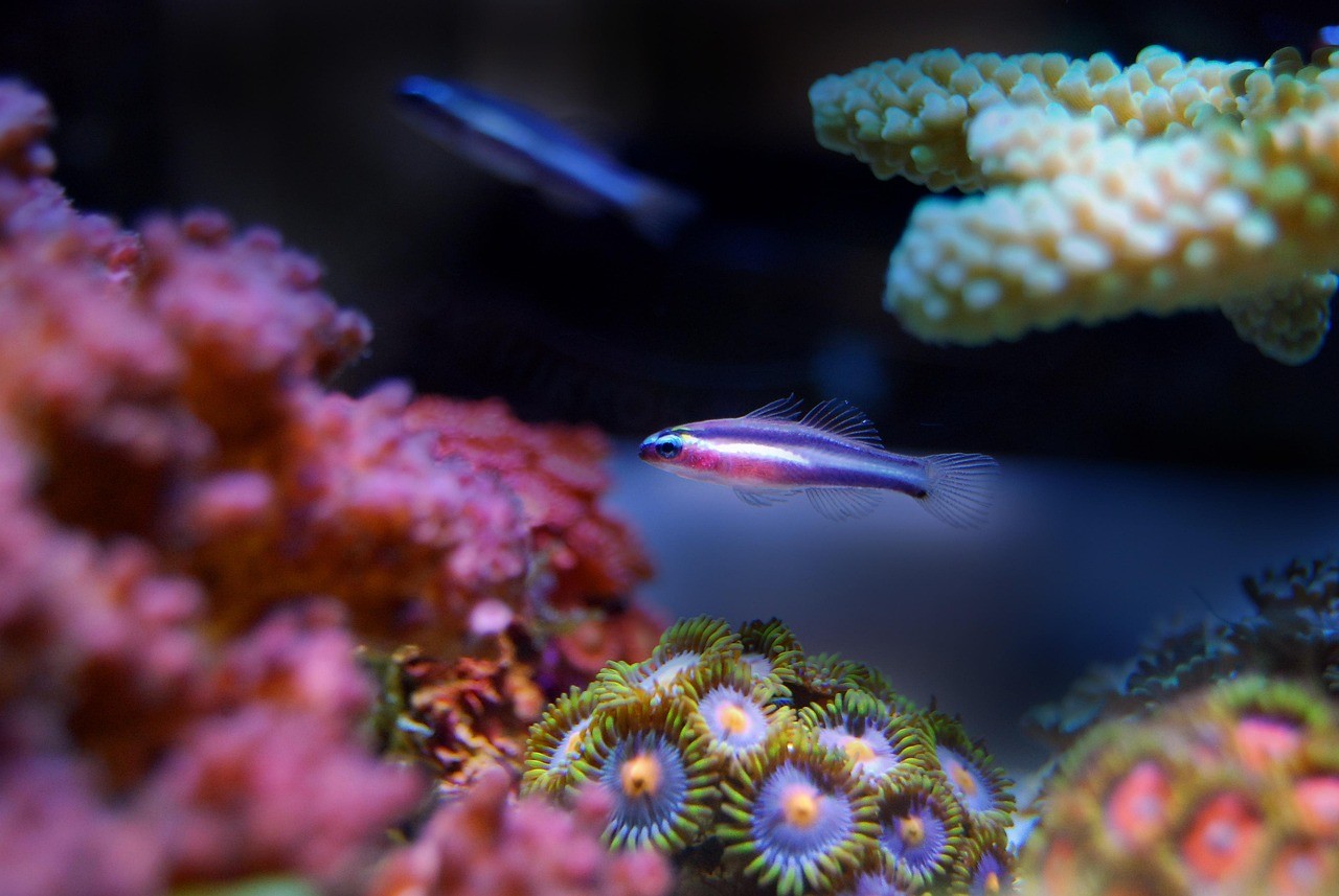 <strong><mark>漳州</mark></strong>投資區(qū)角美海之韻水族館（<strong><mark>漳州</mark></strong>角美海邊）