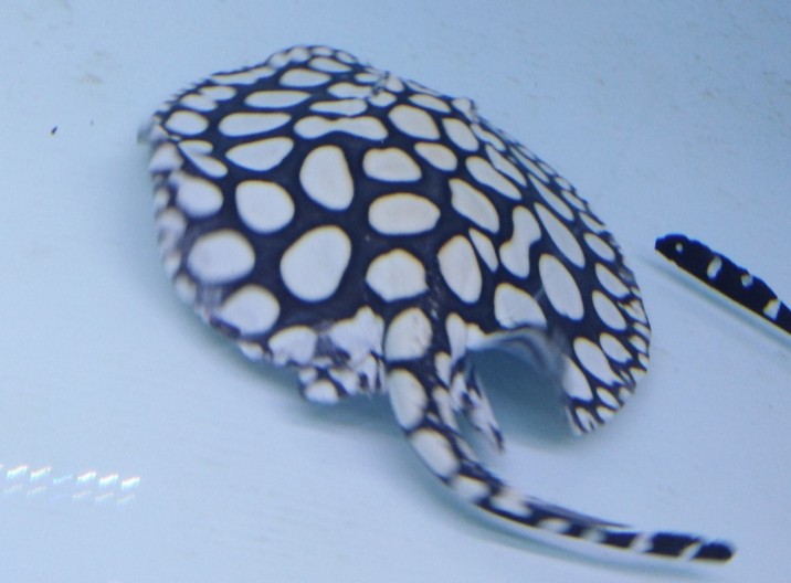 黑色玻璃膠可以粘魚缸嗎？：黑色玻璃膠可以用于粘魚缸嗎？ 黑色玻璃膠可以粘魚缸嗎？：黑色玻璃膠可以用于粘魚缸嗎？ 龍魚論壇