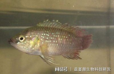新諾明魚缸:復方新諾明在魚缸中的使用 魚缸百科 第1張 新諾明魚缸:復方新諾明在魚缸中的使用 新諾明魚缸:復方新諾明在魚缸中的使用 魚缸百科 第1張