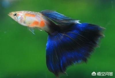 新諾明魚缸:復方新諾明在魚缸中的使用 魚缸百科 第3張 新諾明魚缸:復方新諾明在魚缸中的使用 新諾明魚缸:復方新諾明在魚缸中的使用 魚缸百科 第3張