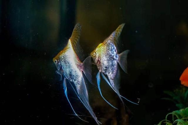 新諾明魚缸:復方新諾明在魚缸中的使用 魚缸百科 第2張 新諾明魚缸:復方新諾明在魚缸中的使用 新諾明魚缸:復方新諾明在魚缸中的使用 魚缸百科 第2張