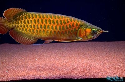 金龍魚鋪底砂【金龍魚適合的底砂種類】