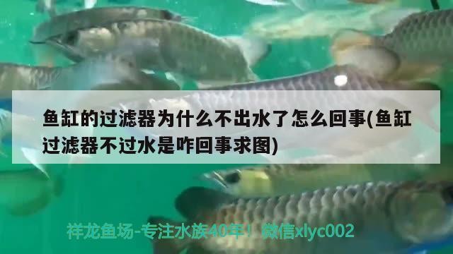 阜新蒙古族自治縣城區賀琴花店（阜新賀維成）