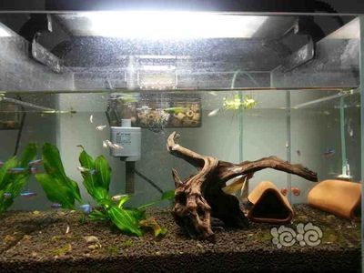 魚缸過濾器里面的水怎么放出來？（魚缸過濾器里面的水怎么放出來） 魚缸過濾器里面的水怎么放出來？（魚缸過濾器里面的水怎么放出來） 魚缸百科 第4張