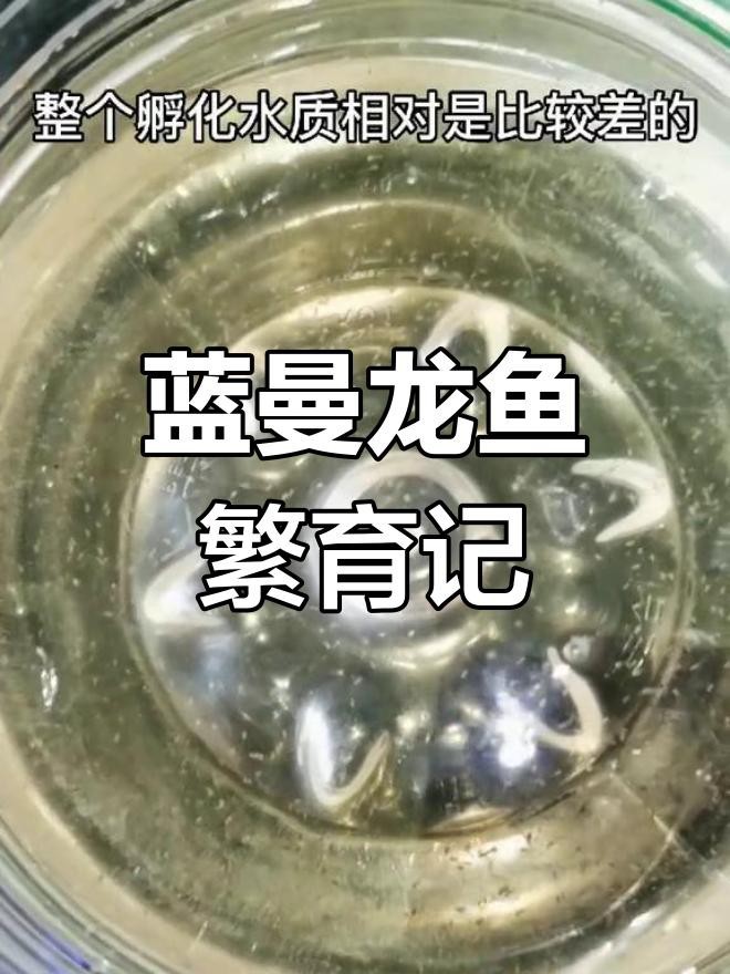 藍曼龍發情期如何護理？