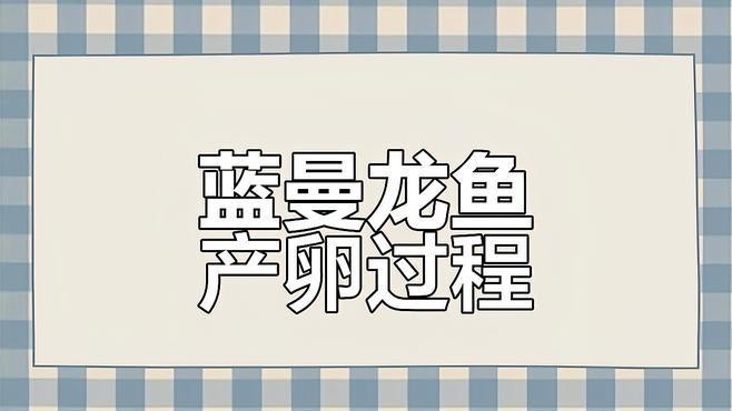 藍曼龍發情期如何護理？