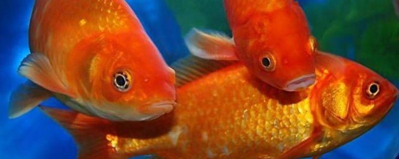 紅鯉魚的飼養方法：紅鯉魚的養護方法